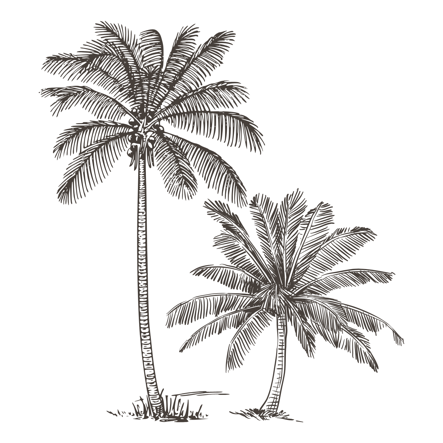 Illustration of two palm trees with detailed fronds, one taller and one shorter, drawn in a hand-sketched style on a black background, evoking the relaxed vibe of Hawaii—perfect for lovers of golden retriever puppies and island life.