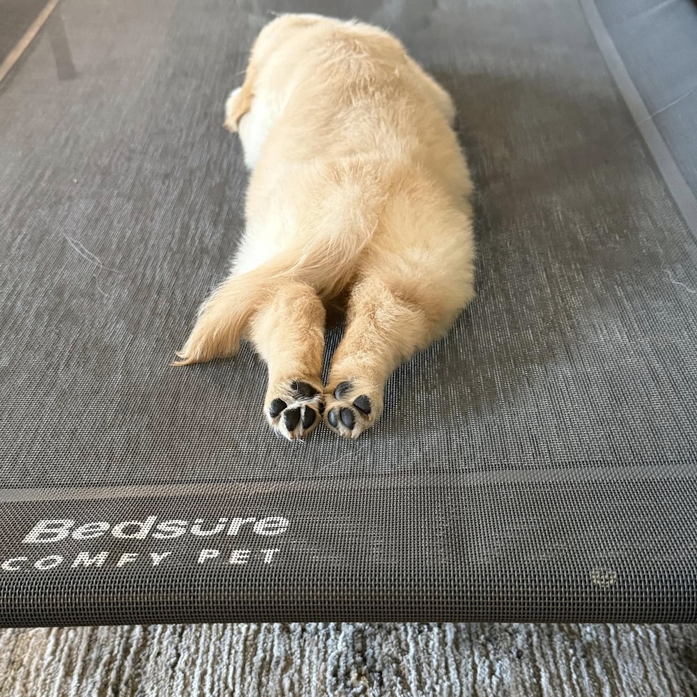 AKC Golden Retriever photo 3