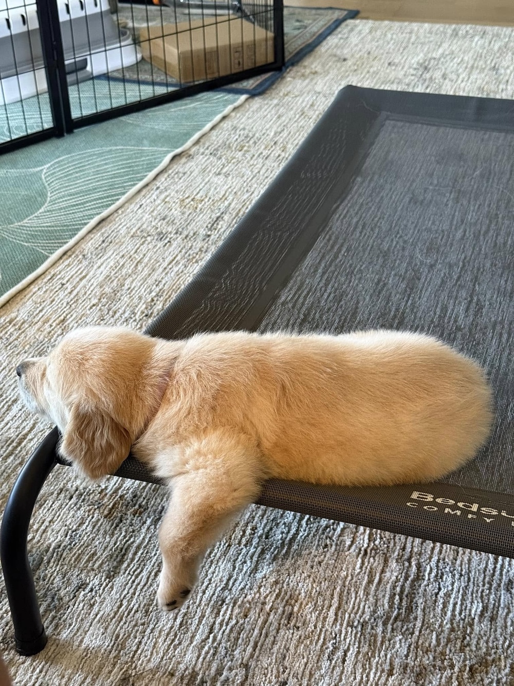 AKC Golden Retriever photo 2
