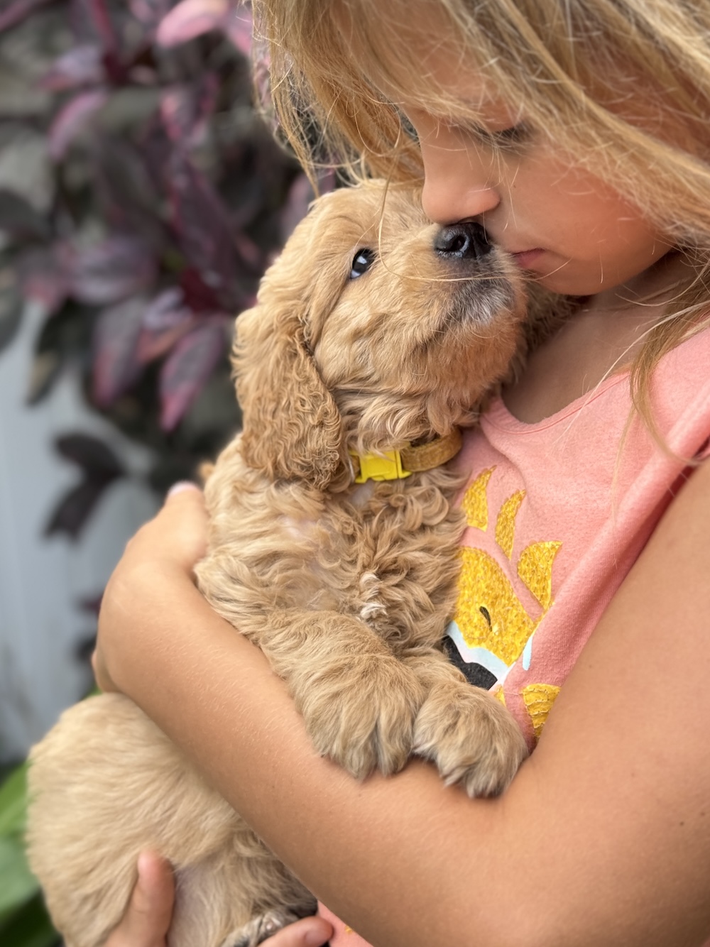 American Dream Golden Doodle photo 3