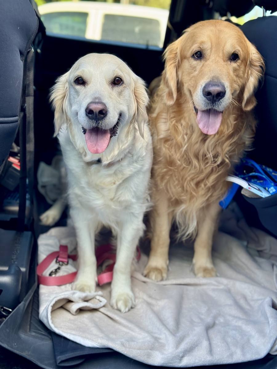 Christmas Eve Litter – Aspen x George – Aspen and George together
