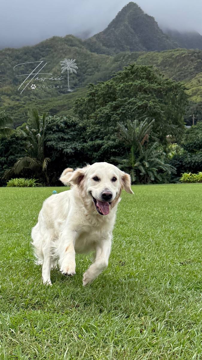 Christmas Eve Litter – Aspen x George – Aspen running with the Ko‘olau mountains behind her