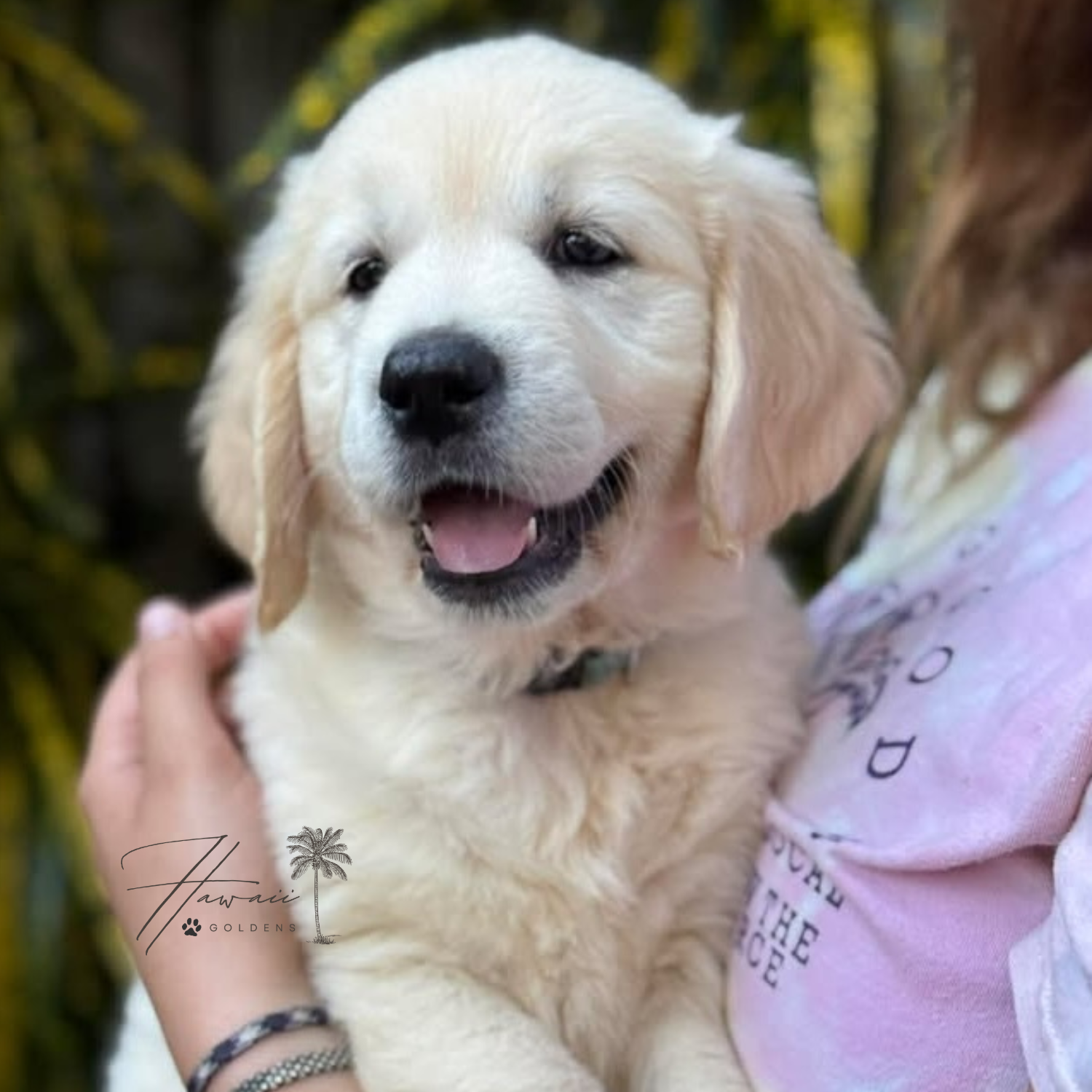 AKC Upcoming Fall 2026 Litters – Applications Are Open photo 7