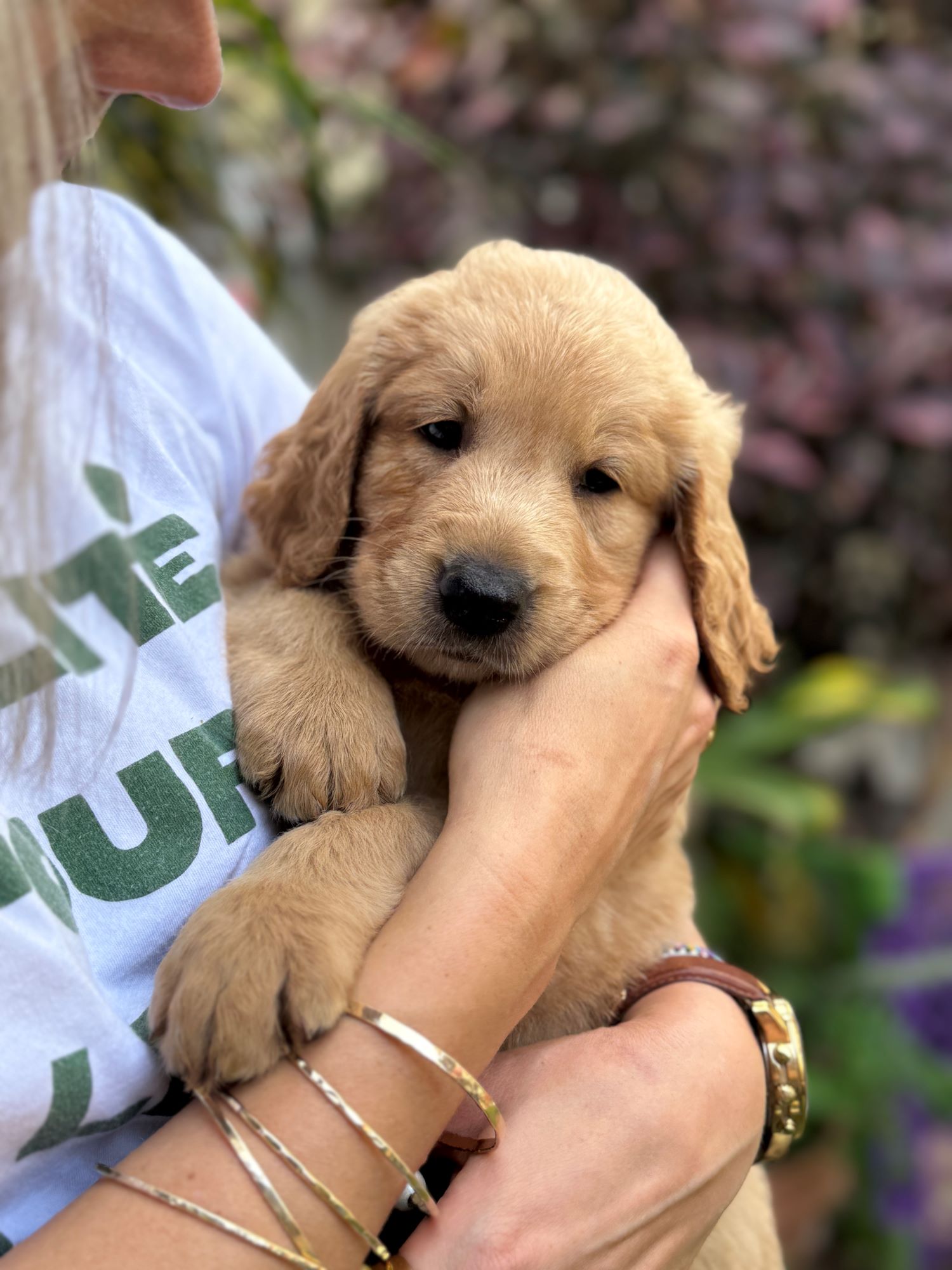 Louie (formerly Aslan) photo 1