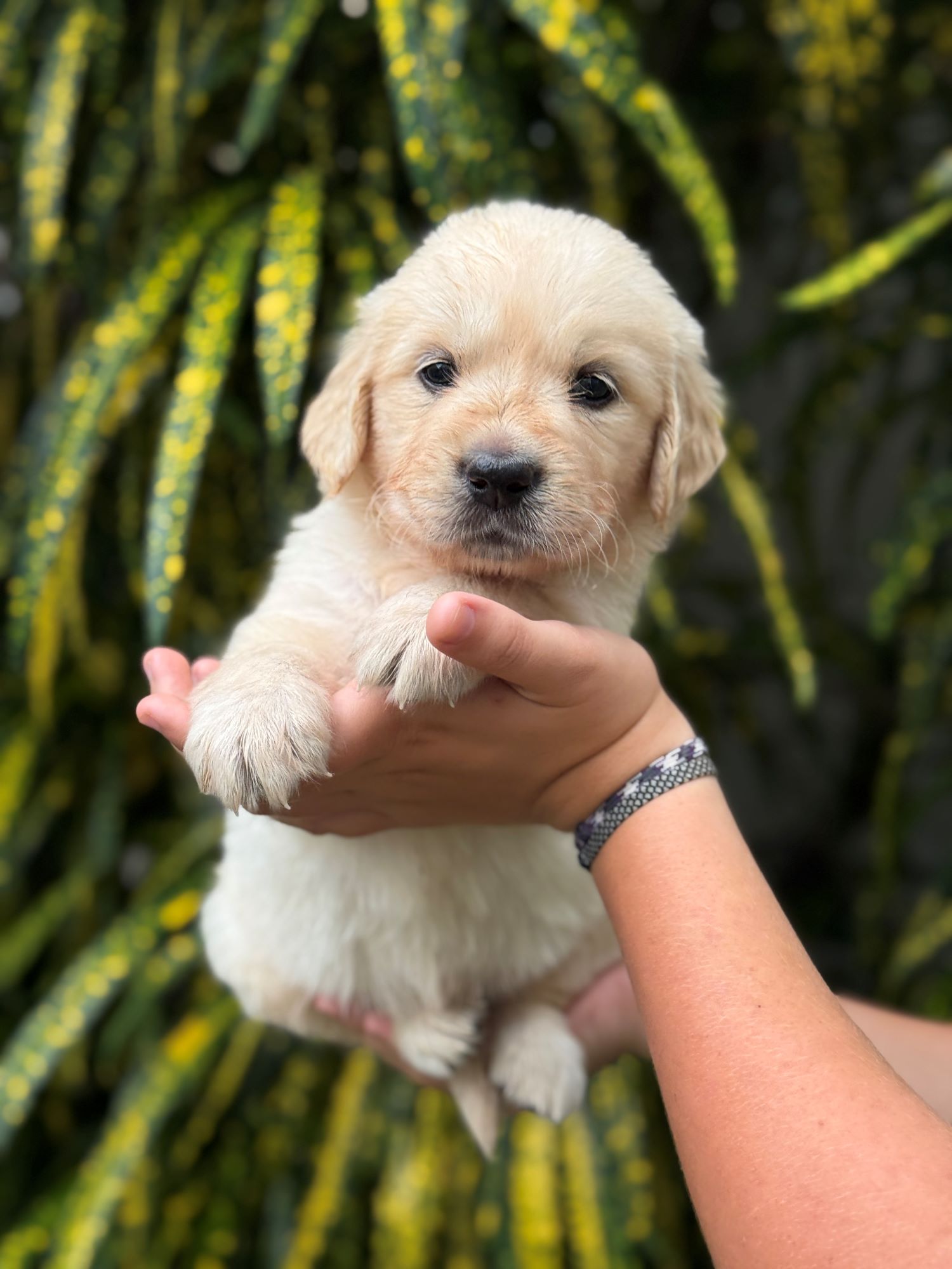 Puppy meeting the world