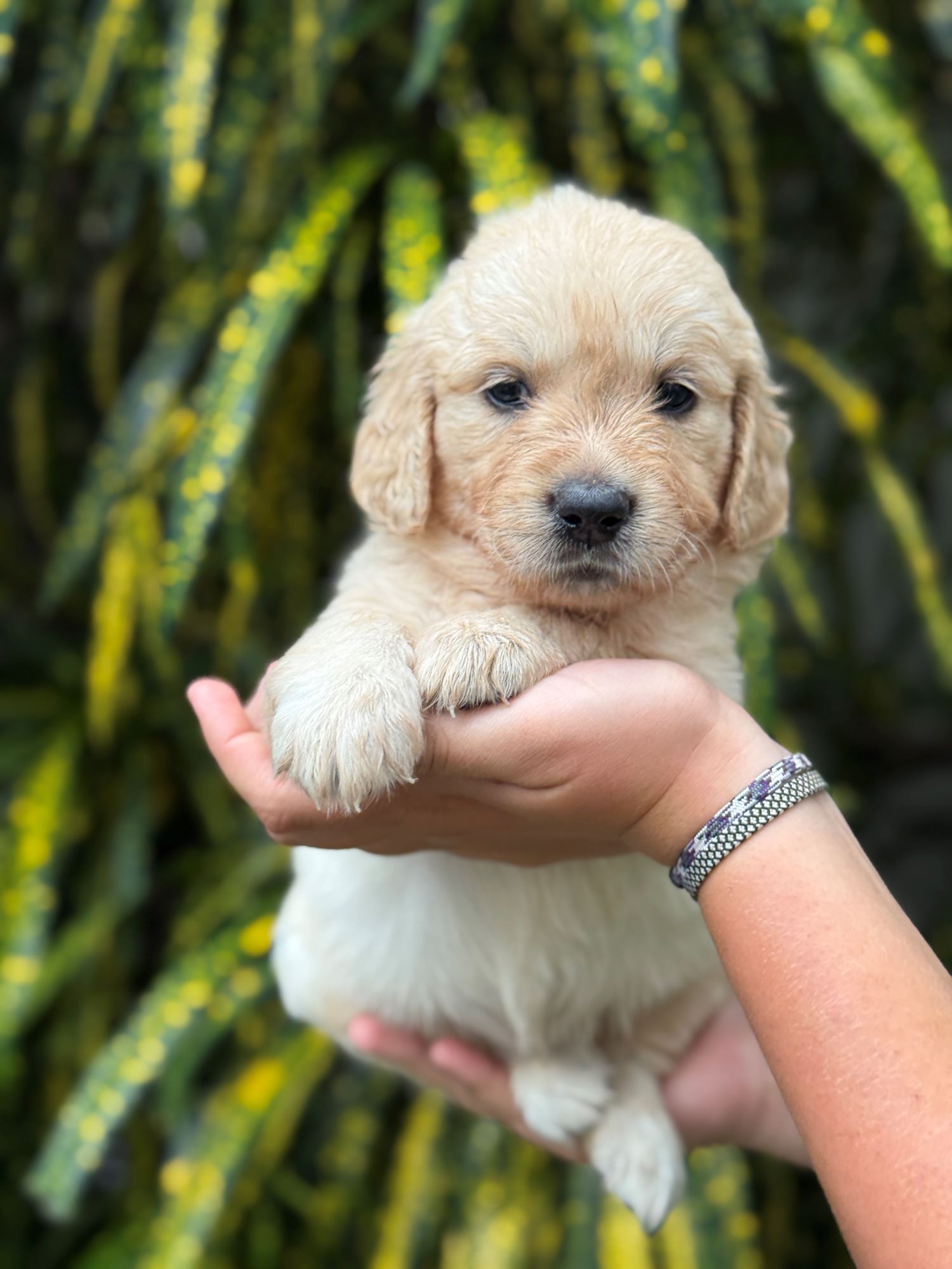 Relaxed golden retriever puppy