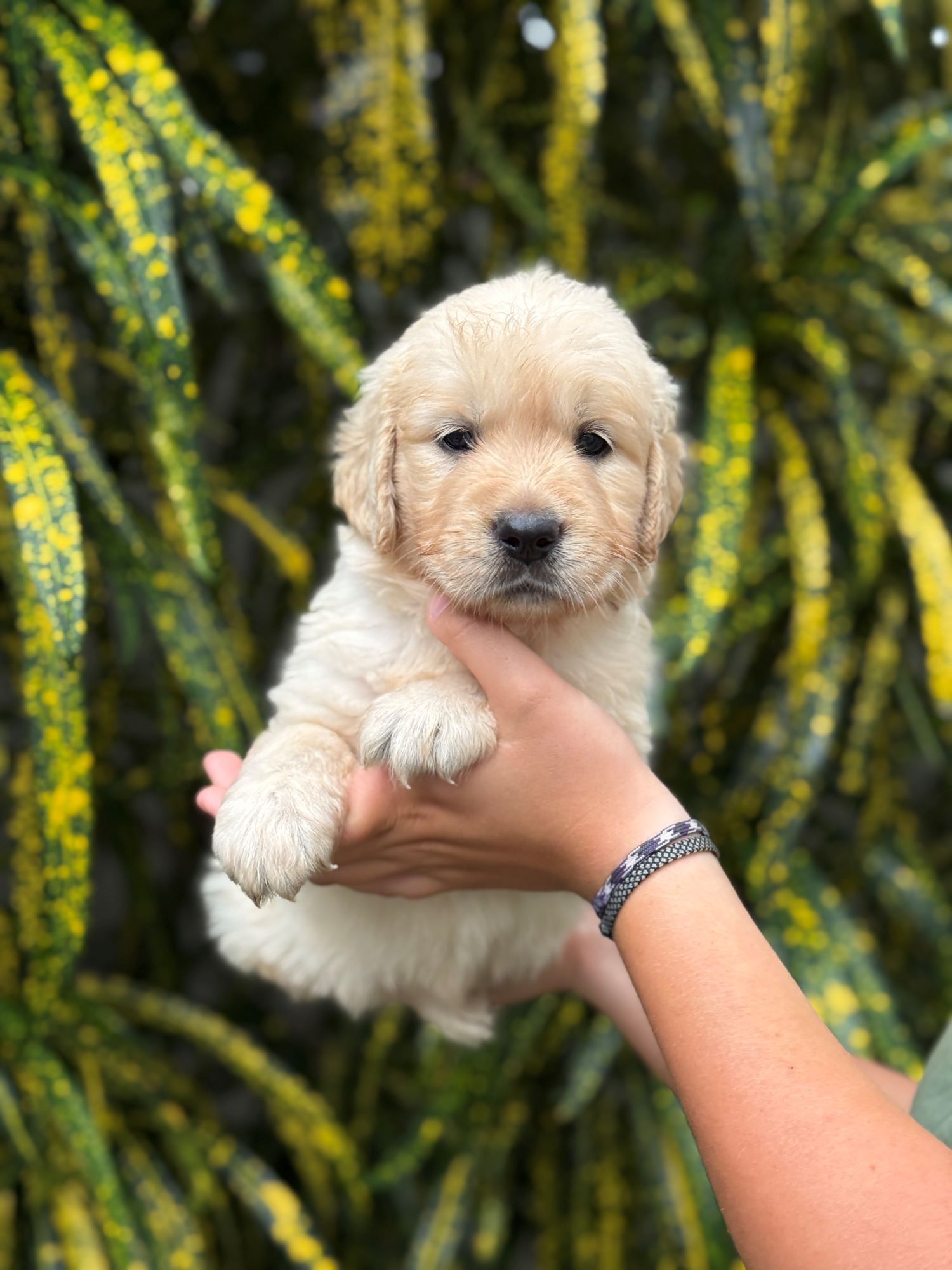 Trusting golden puppy