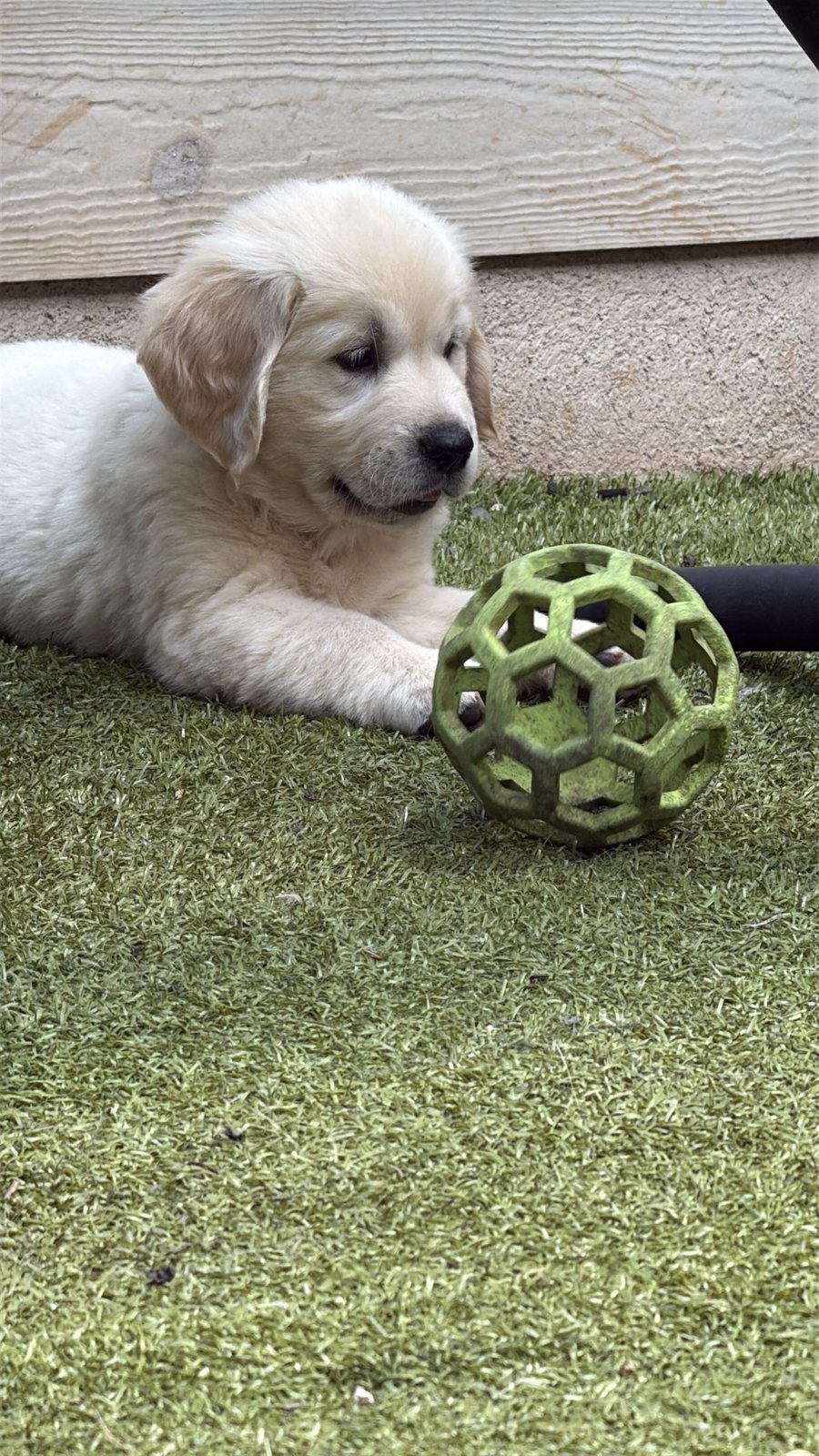 February Litter – Darby x Buddy photo 6
