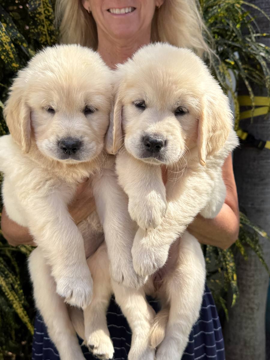 February Litter – Aspen x Buddy – two puppies with Shannon