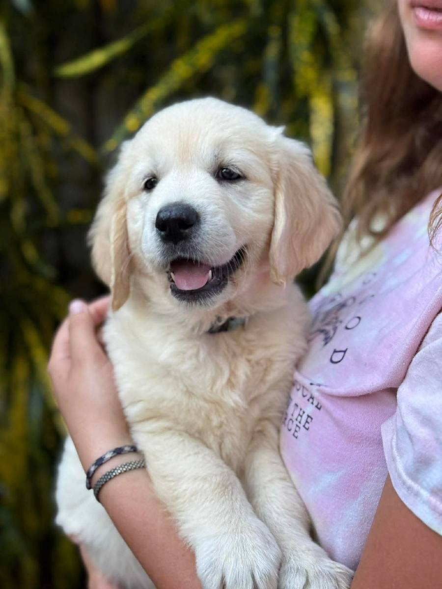February Litter – Aspen x Buddy – smiling puppy