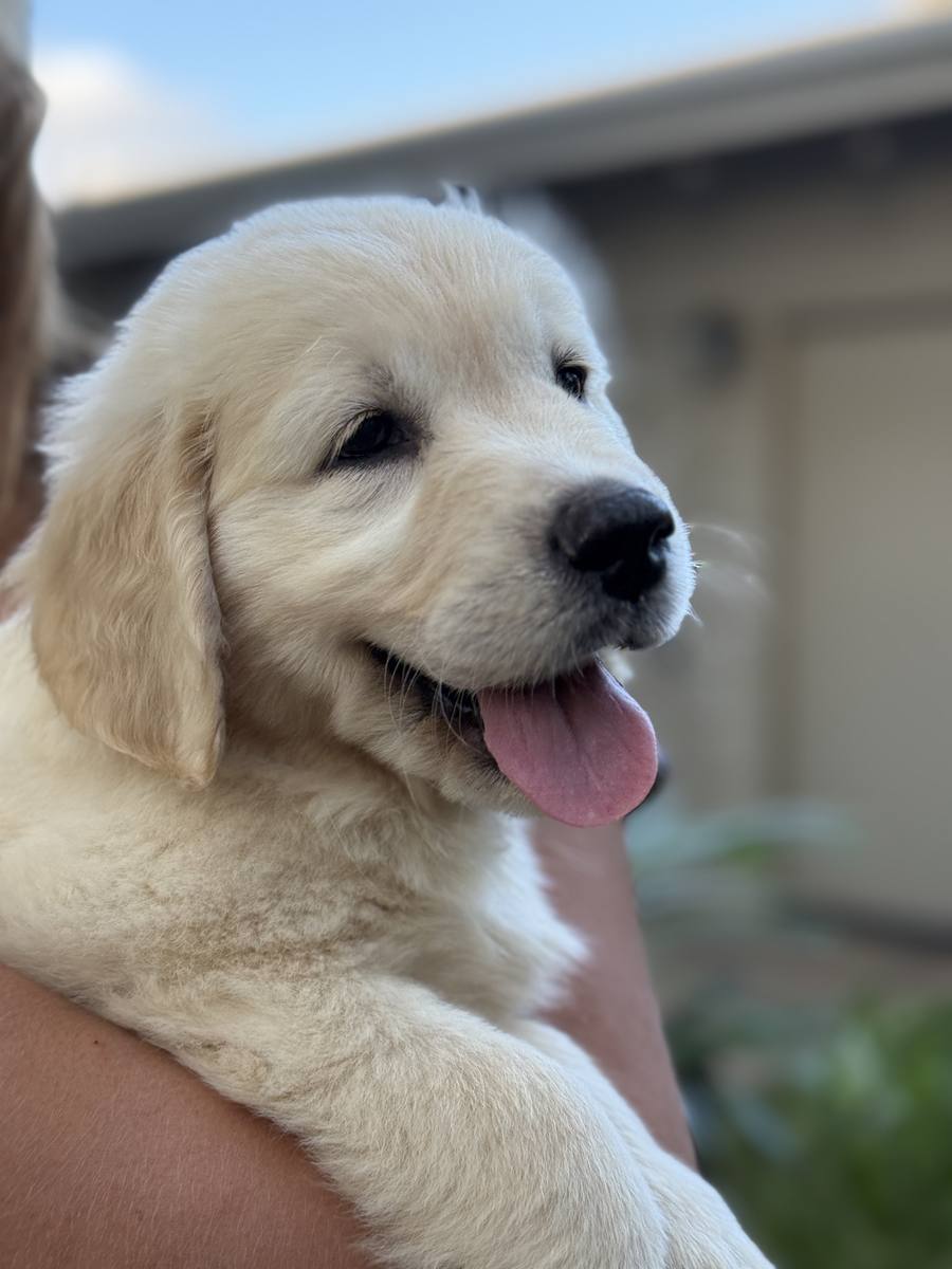 February Litter – Aspen x Buddy – puppy with tongue out