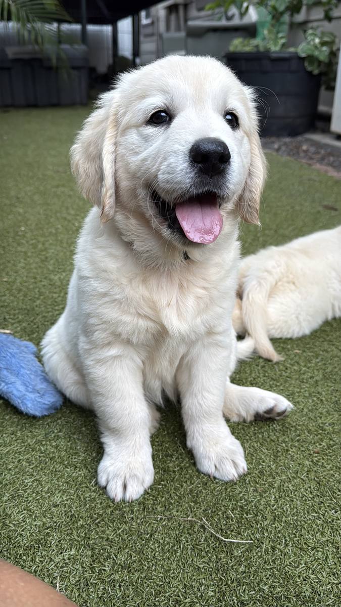 February Litter – Aspen x Buddy – happy puppy on the grass