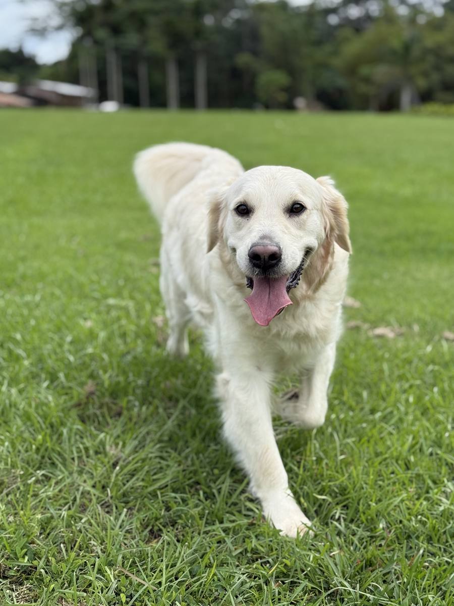 Christmas Eve Litter – Aspen x George – Aspen, AKC Light Golden Retriever dam, running on the grass