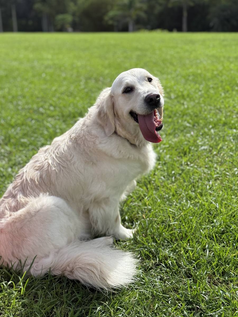 Christmas Eve Litter – Aspen x George – Aspen sitting on the grass showing off her coat