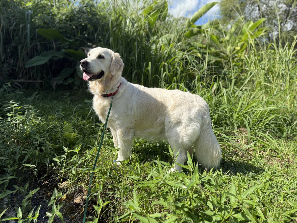Christmas Eve Litter – Aspen x George – Aspen standing in tall grass