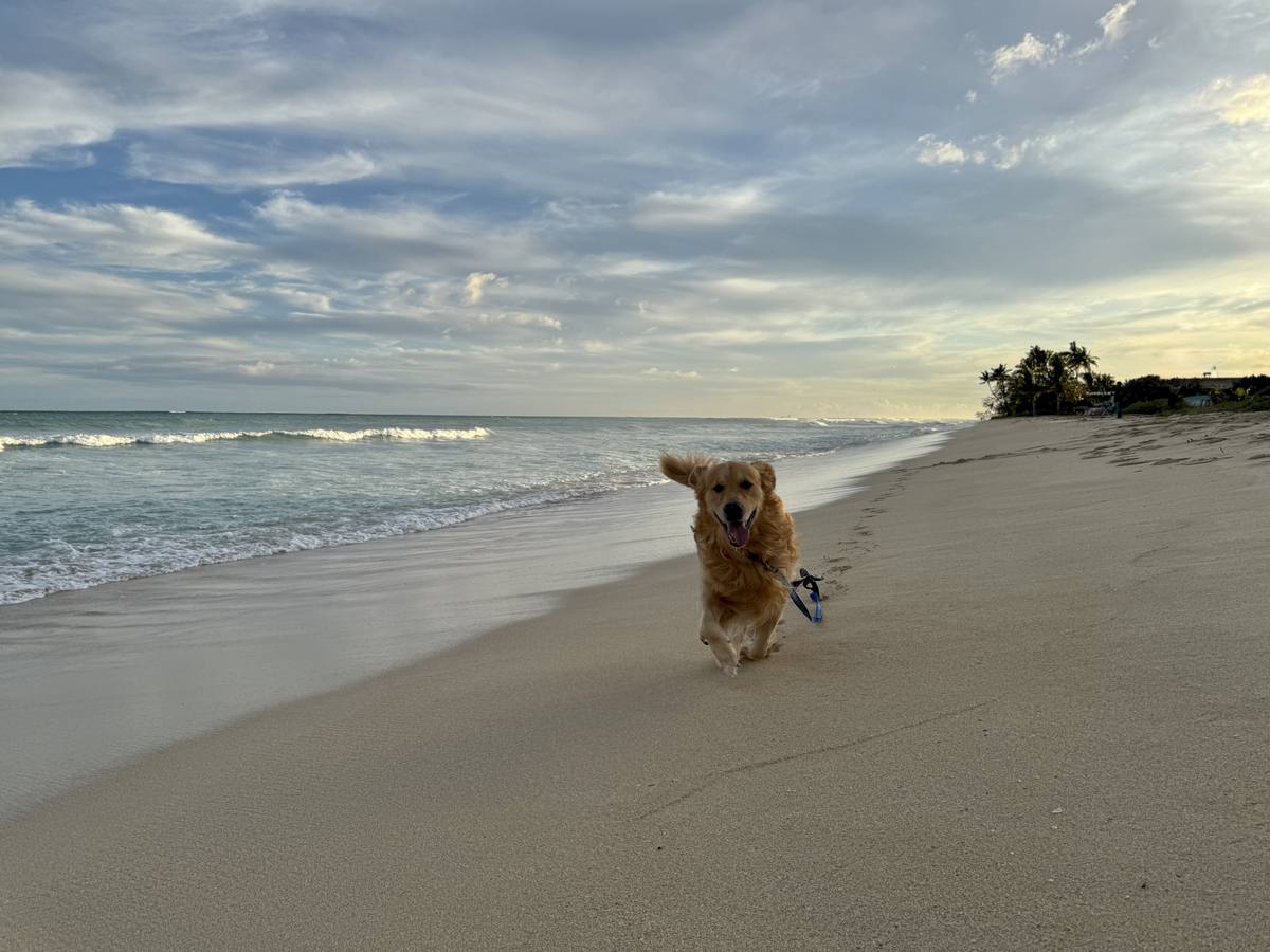 Christmas Eve Litter – Aspen x George – George at the shoreline at sunset