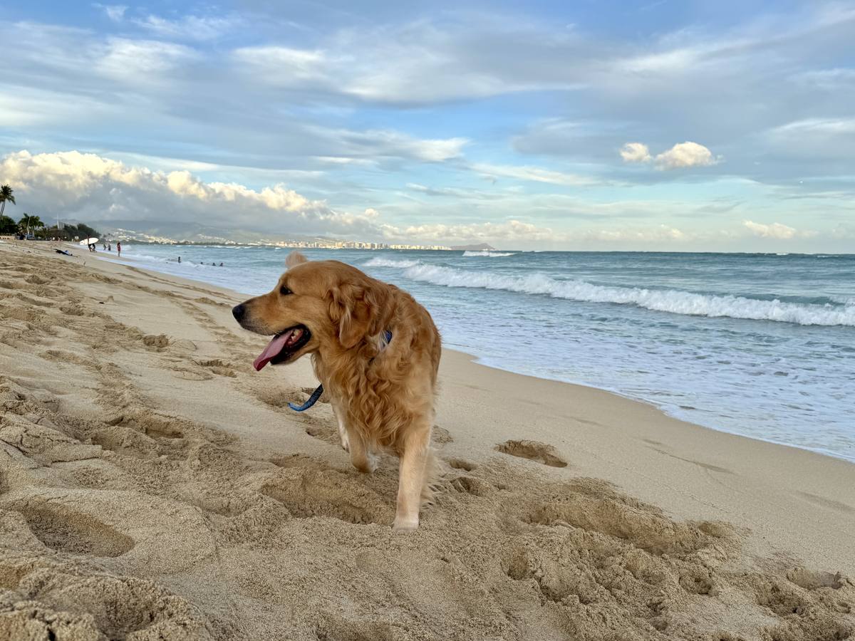 Christmas Eve Litter – Aspen x George – George on the sand by the ocean