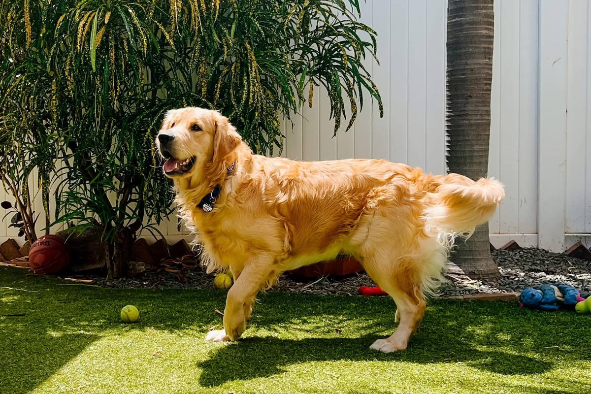Christmas Eve Litter – Aspen x George – George playing in the yard