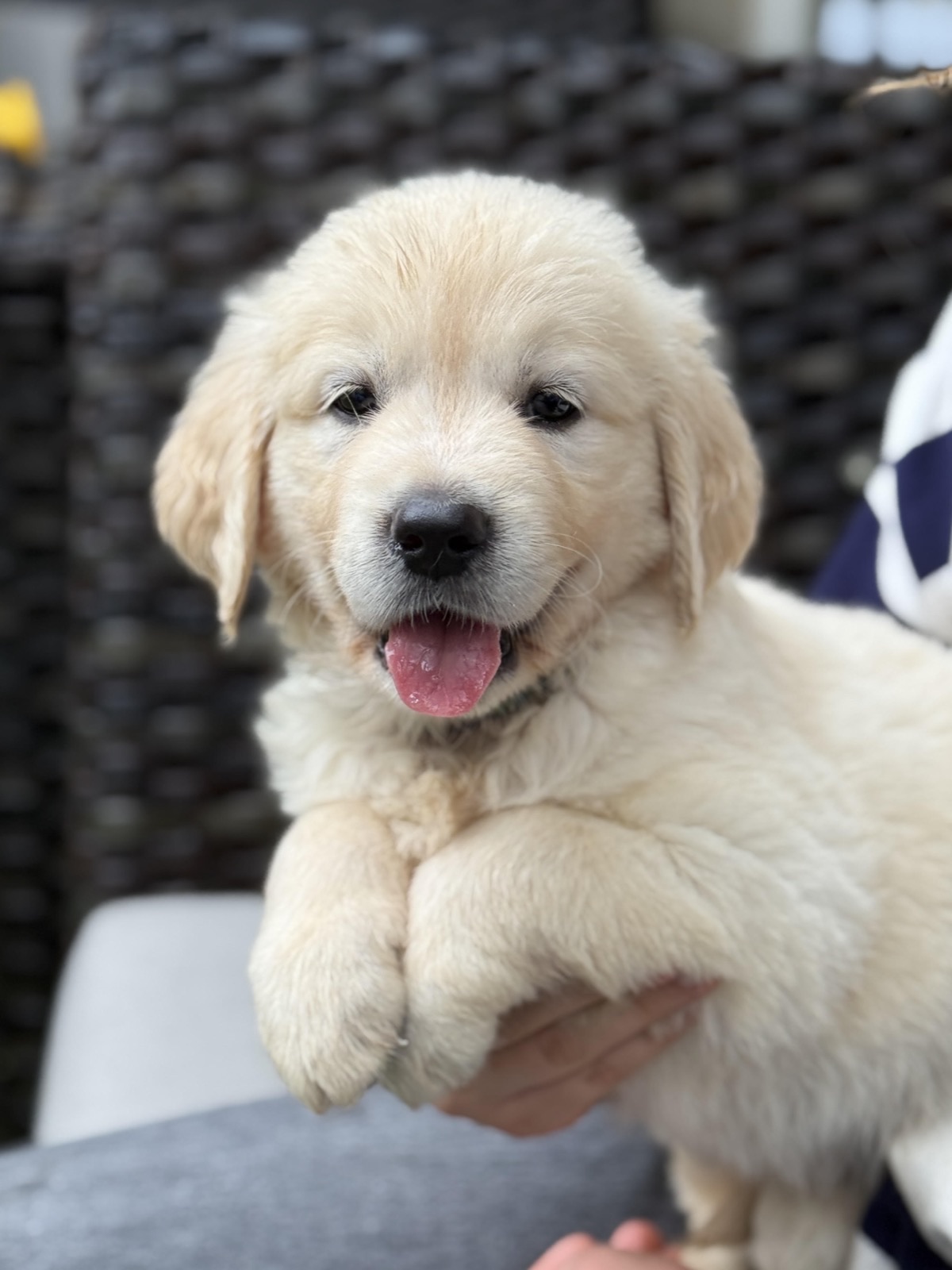 A cream-coloured Golden Retriever puppy held up to the camera, ears soft and tongue out