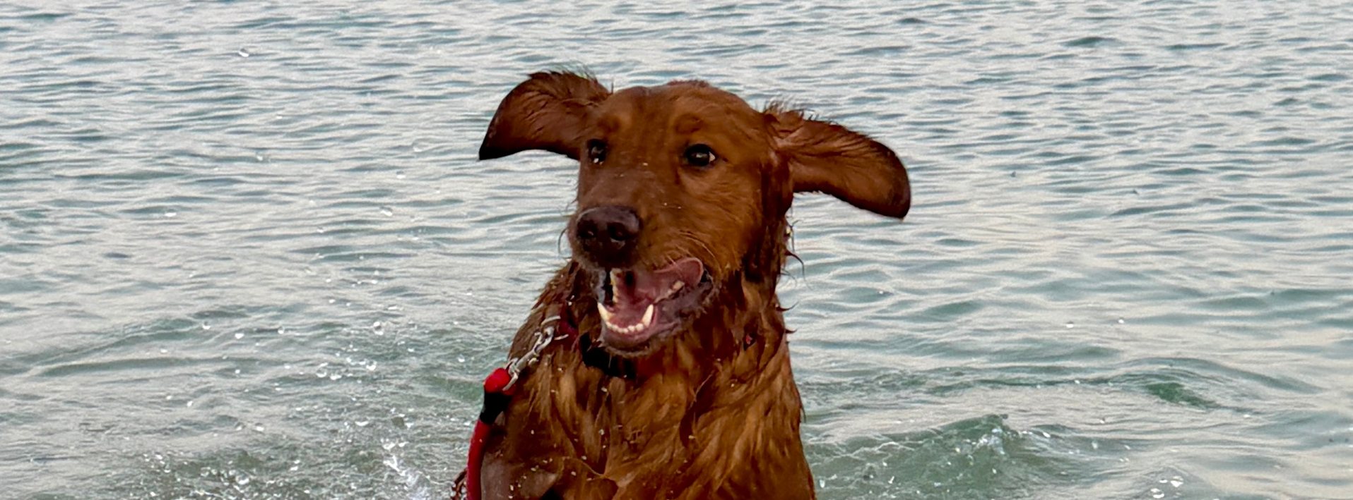 Coming in 2027 – Robyn, AKC Golden Retriever