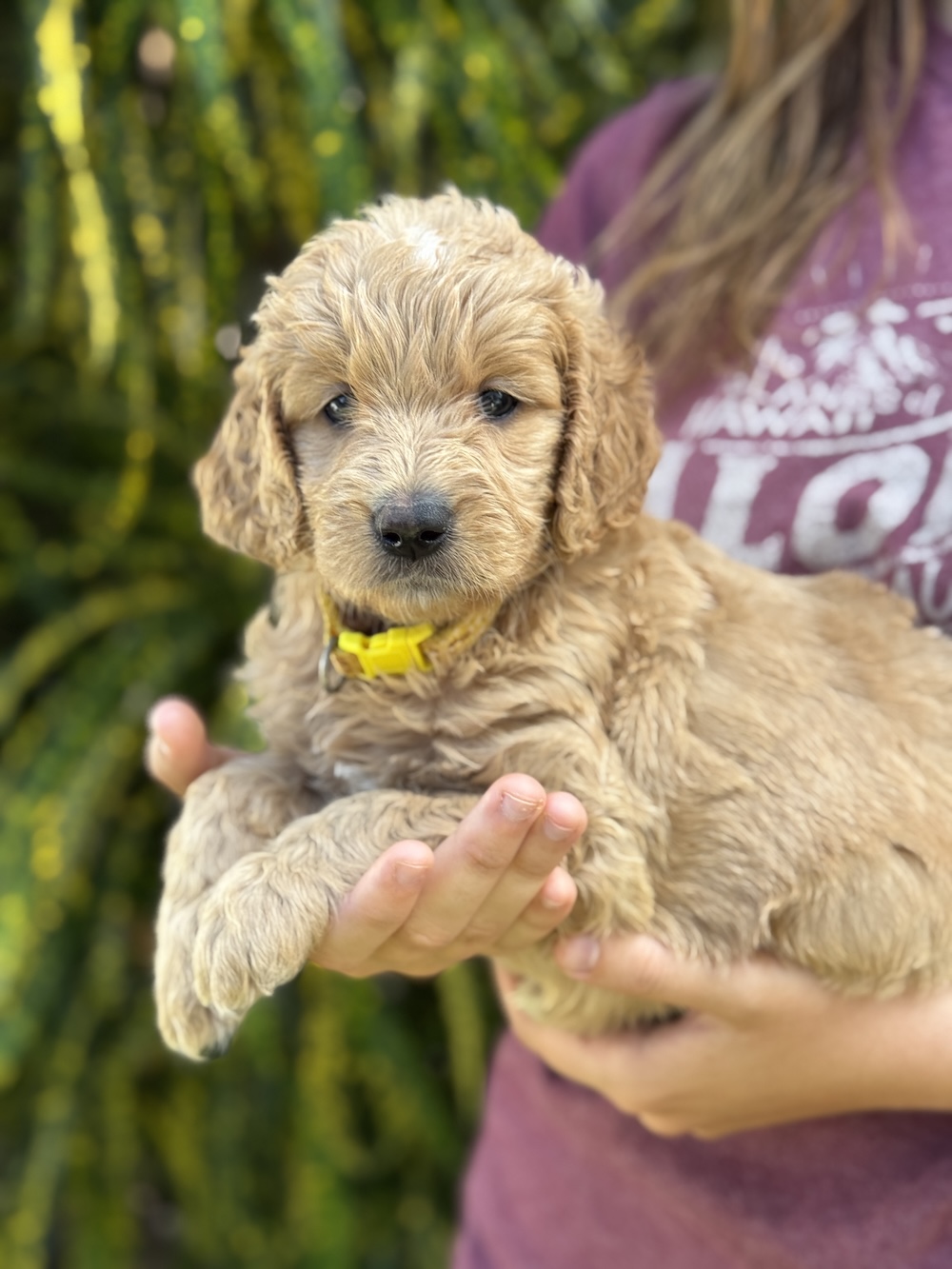 Sunny, a Golden Retriever puppy